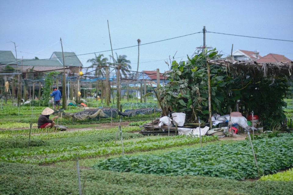 Luống rau mới xuống giống